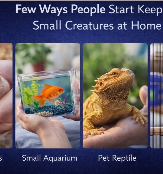Few ways people start keeping small creatures at home