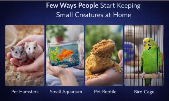 Few ways people start keeping small creatures at home