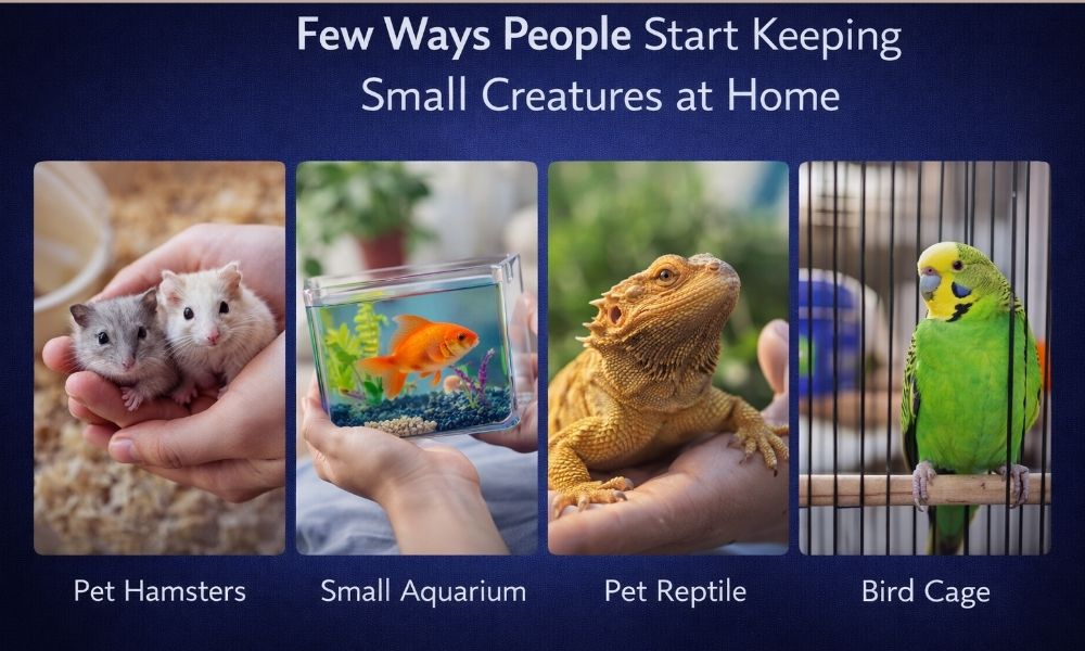 Few ways people start keeping small creatures at home